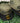'05 Forever OD Green Script 59Fifty-1