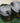 '05 Forever 2 Tone Charcoal Primary 59Fifty-1