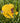 Yellow Lil Hug White Sox 59Fifty-1