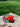 White Sox Color Pack Orange 59Fifty-1