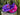 Purple Lil Hug White Sox 59Fifty
