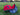 Chicago White Sox Roja Aztec Warrior Pack  59Fifty-5