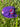 Purple Lil Hug White Sox 59Fifty-1