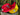 Red Lil Hug White Sox 59Fifty